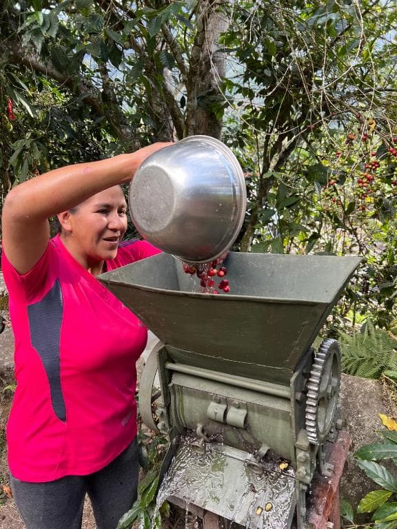 Processing ripe coffee cherries on the farm
