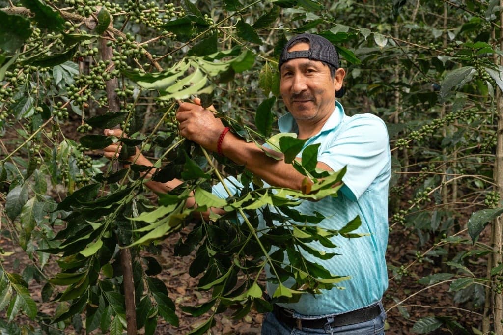 Guide showing green coffee cherries on the plant