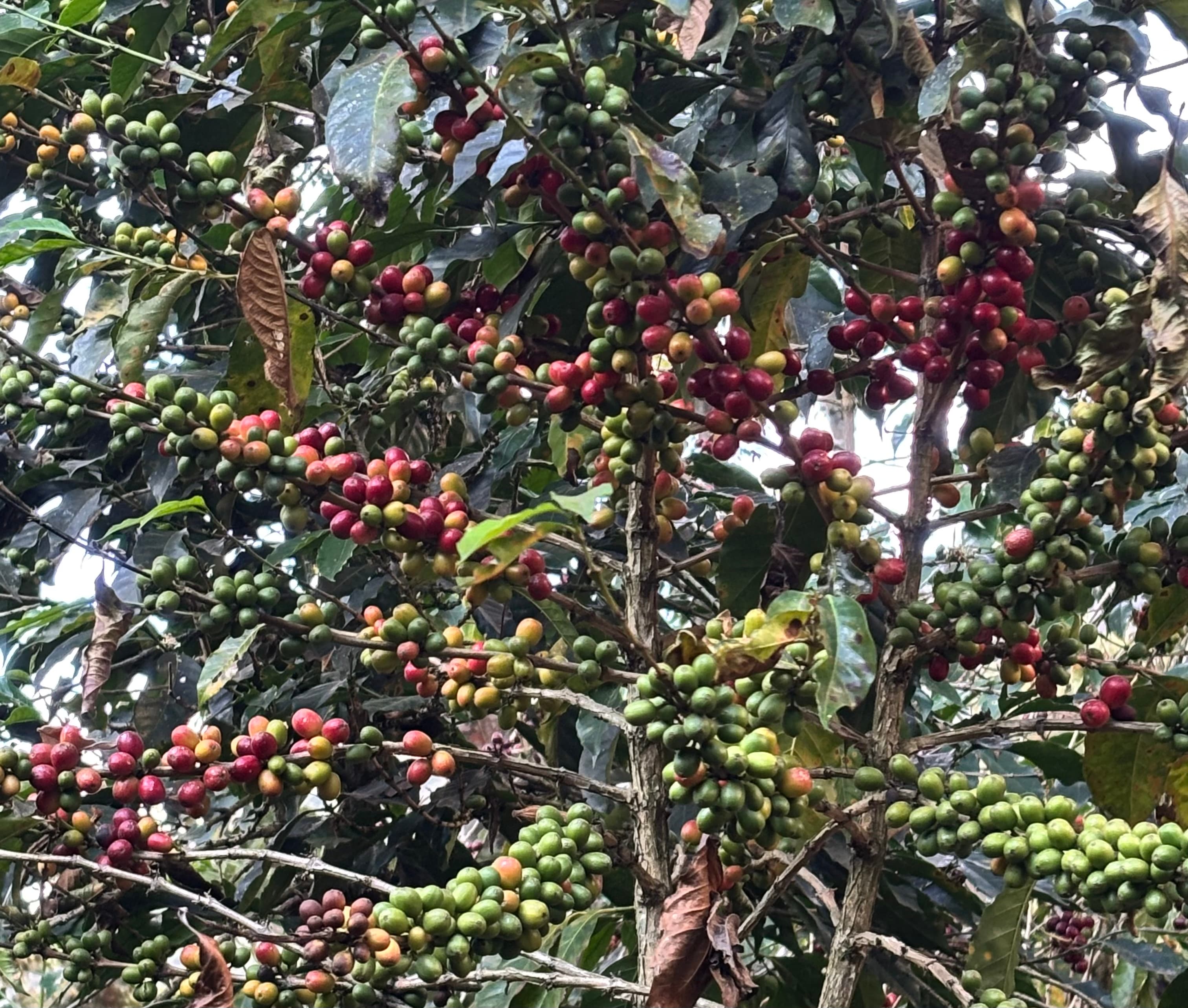 Tour de Café