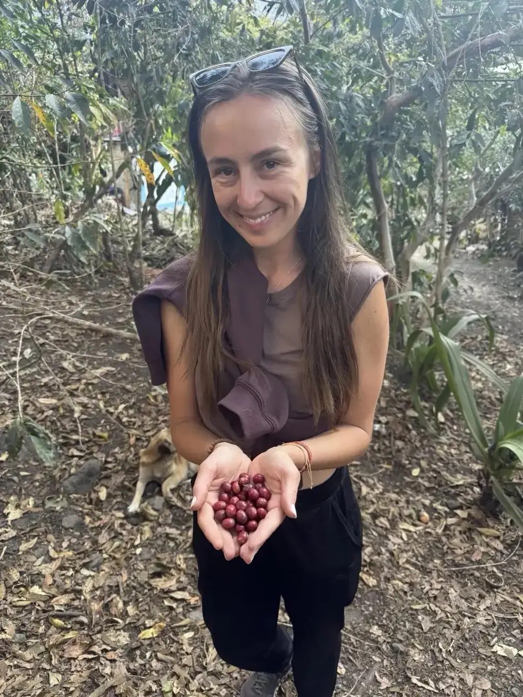 Holding ripe coffee cherries on the farm
