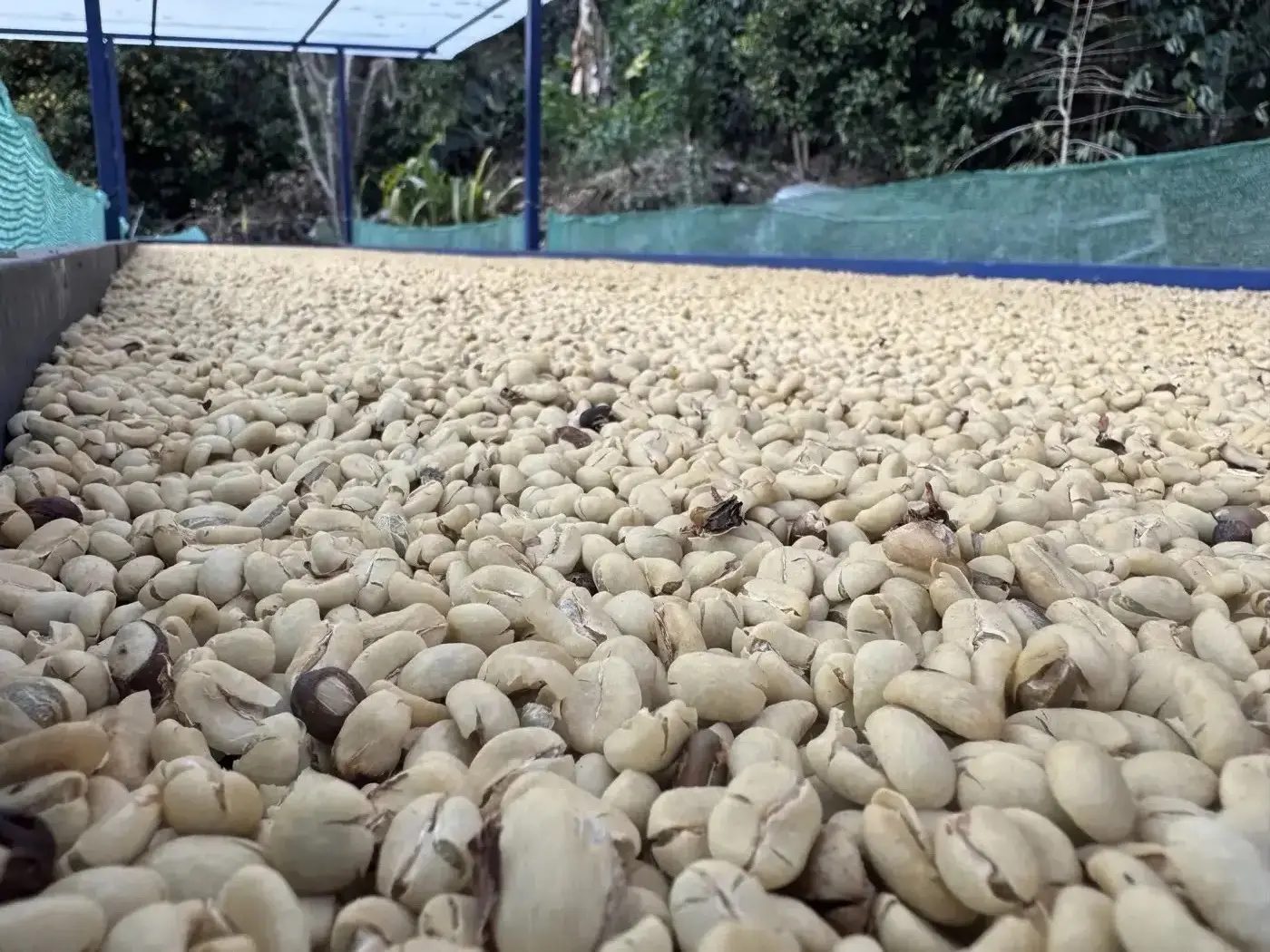Parchment coffee beans on the drying bed