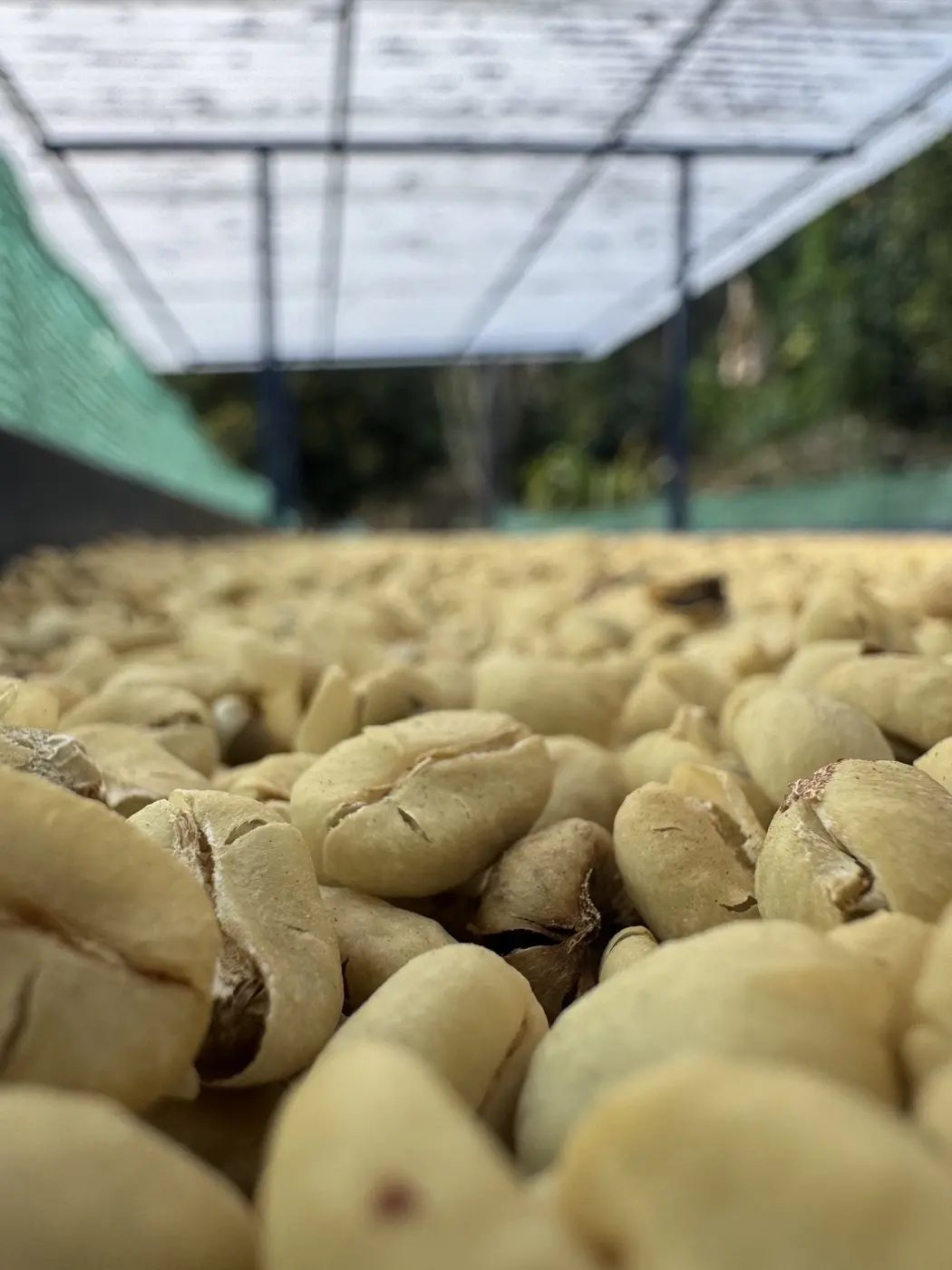 Parchment coffee beans drying close-up