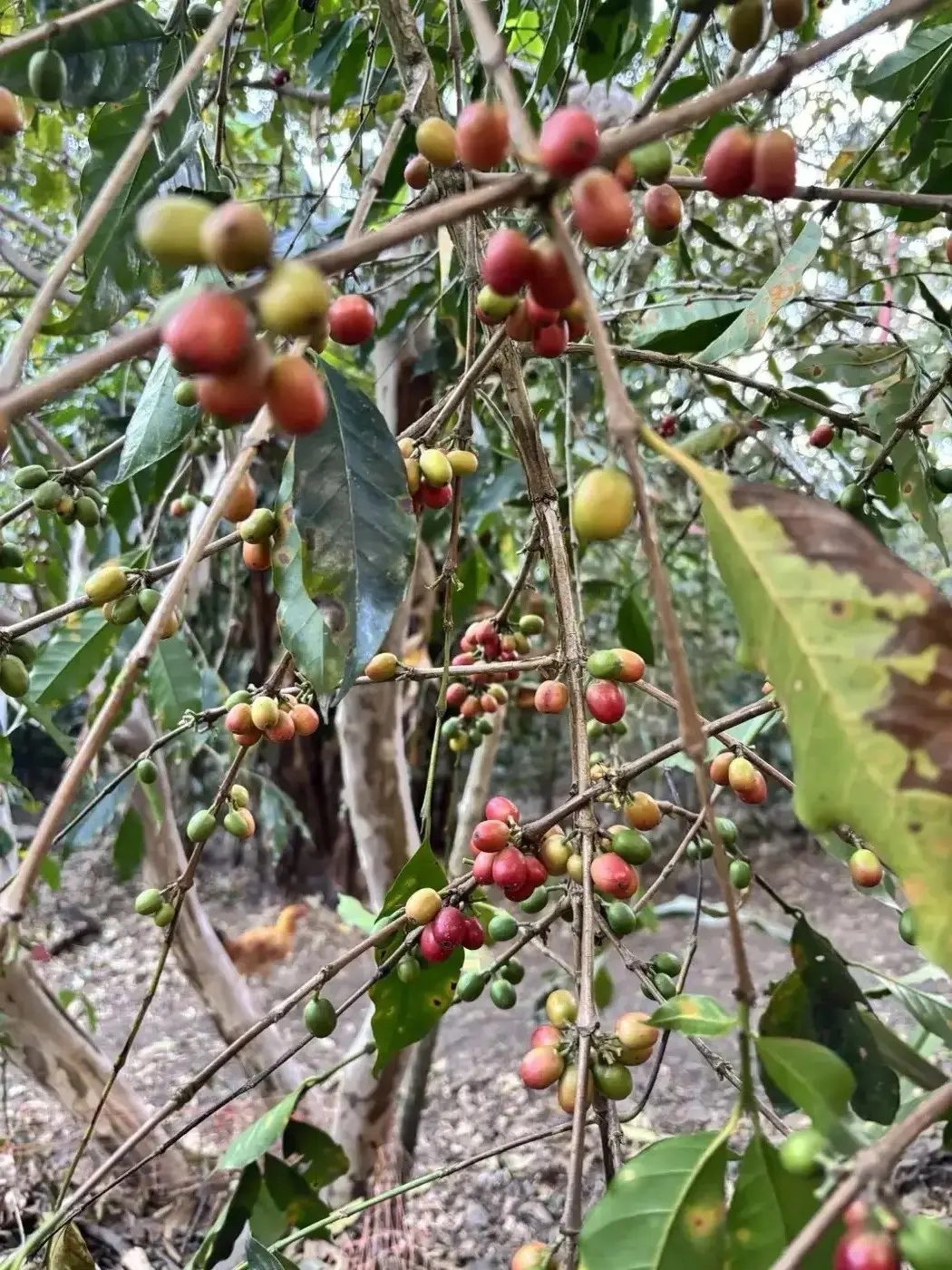 Coffee cherries ripening on the branch