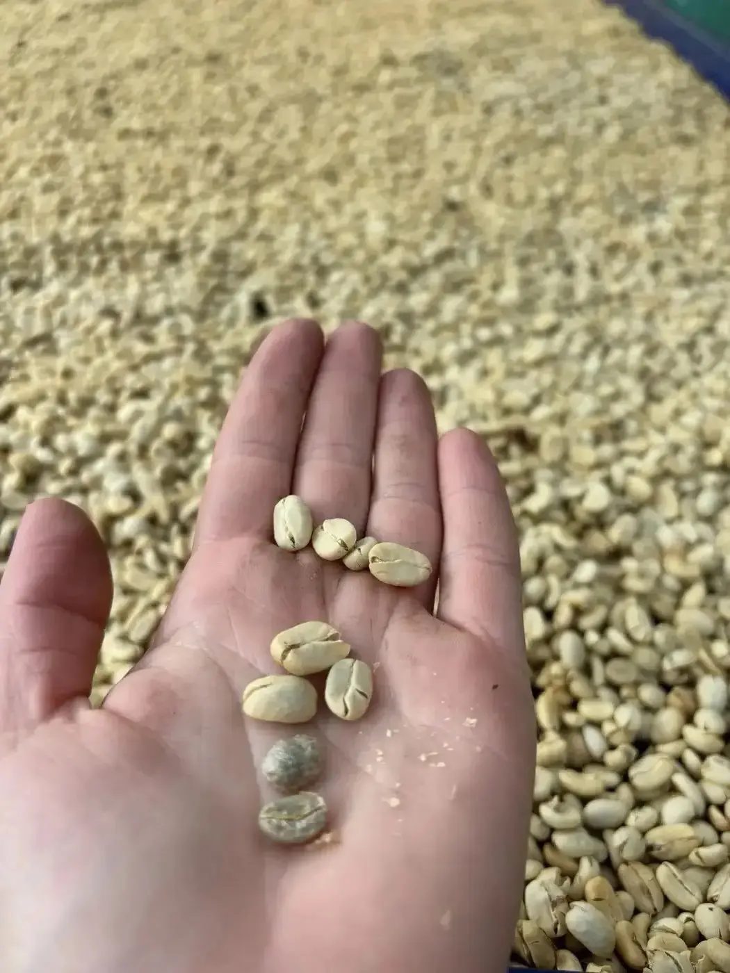 Green and parchment coffee beans in hand