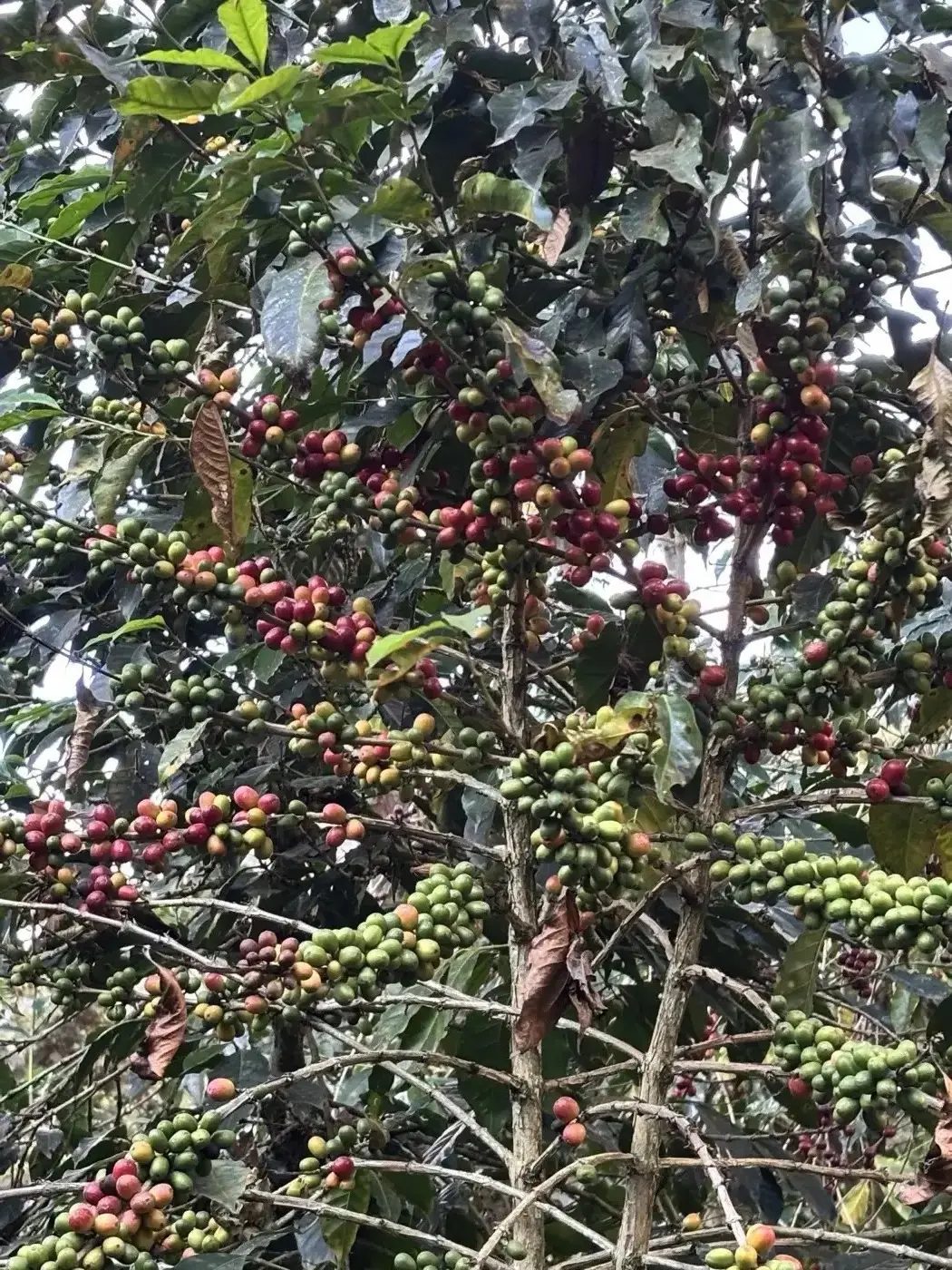 Coffee plant with ripening cherries