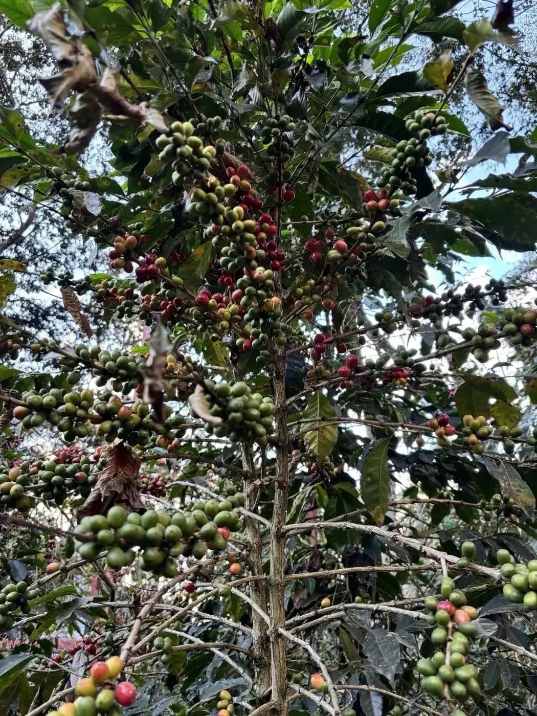Coffee cherries on the hillside plant