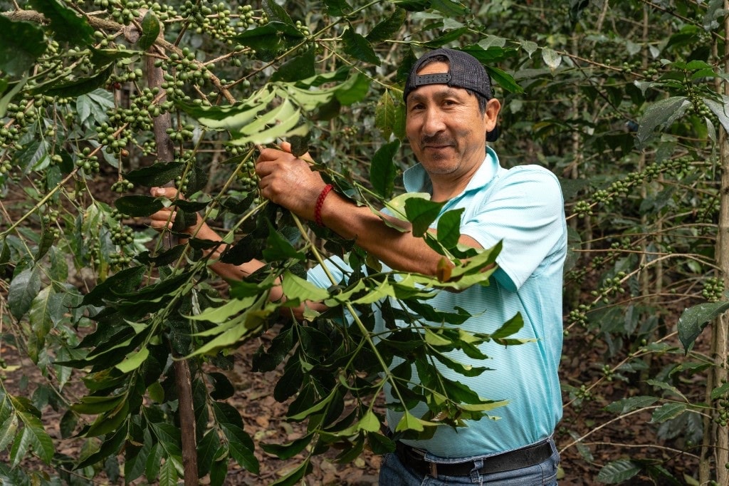 Guide showing green coffee cherries on the plant