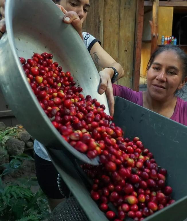 Freshly harvested coffee cherries poured into the processing hopper
