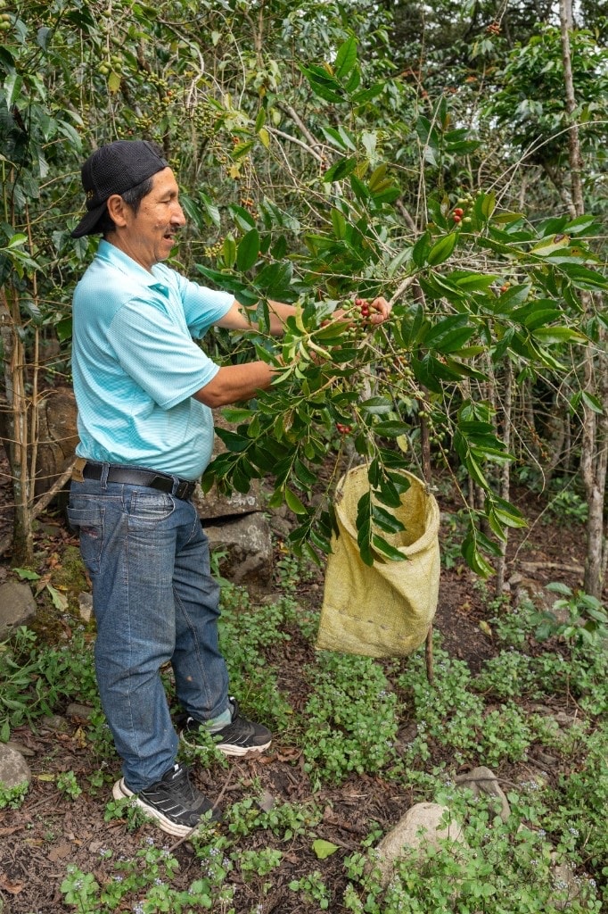 Picking coffee cherries among the farm plants