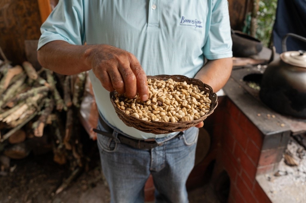 Sorting parchment coffee beans in a woven basket