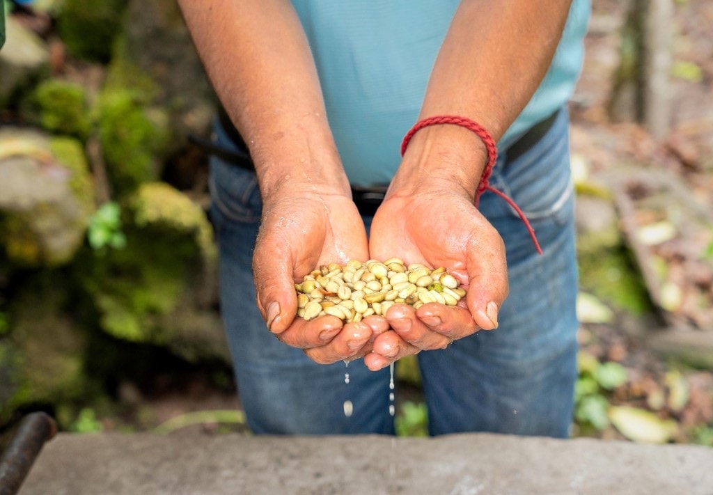 Washed parchment coffee beans held in cupped hands